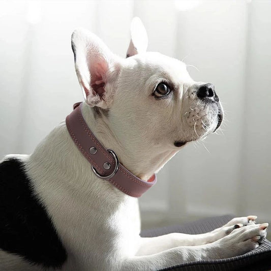 Collier chien cuir | BougyDoggy - Les Plaisirs Canins