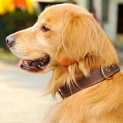 Golden retriever portant un collier chien cuir marron élégant