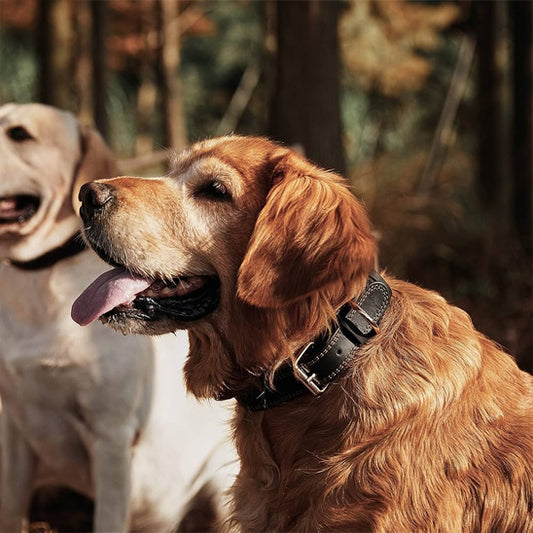 Golden retriever avec collier chien cuir noir en promenade forestière