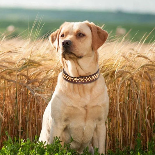 Collier chien cuir | ImABigDog - Les Plaisirs Canins