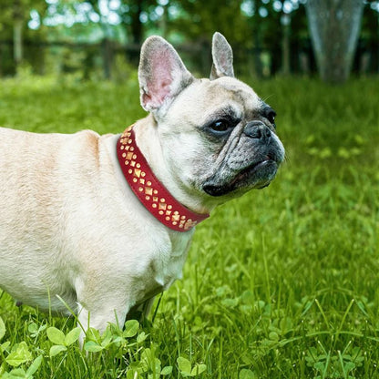 Collier chien cuir | ImABigDog - Les Plaisirs Canins