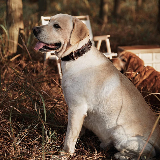 Labrador beige portant un collier chien cuir marron assis en forêt