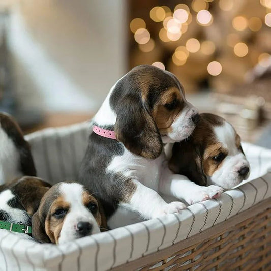 Collier chien cuir | LilCuirette - Les Plaisirs Canins