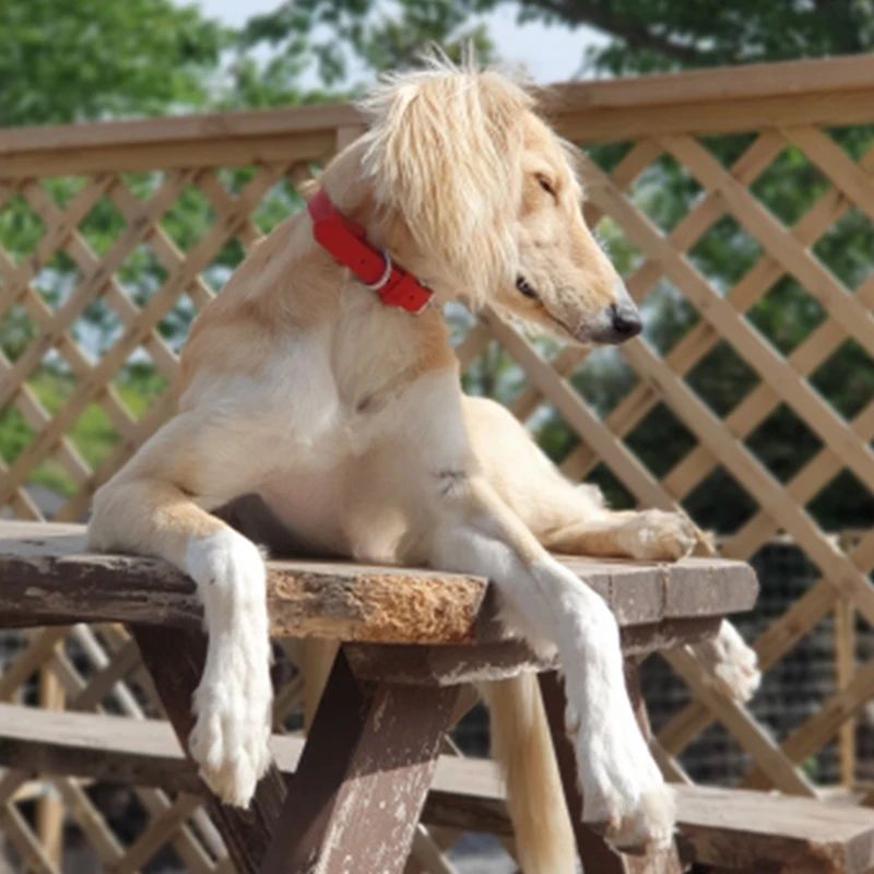 Collier chien cuir | LilCuirette - Les Plaisirs Canins