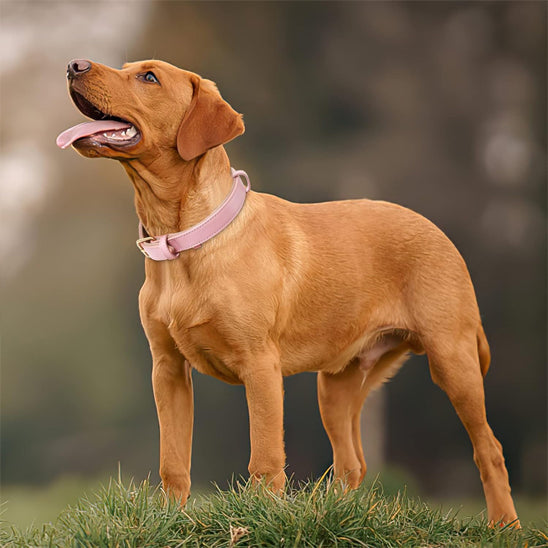 Chien marron debout avec collier chien cuir rose dans la nature