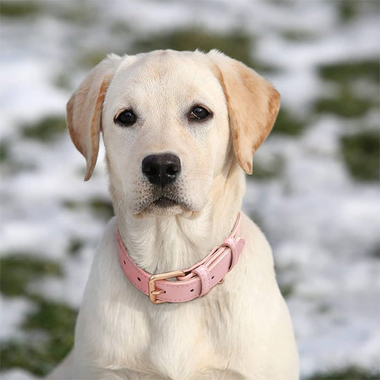 Labrador beige portant un collier chien cuir rose sur fond de neige