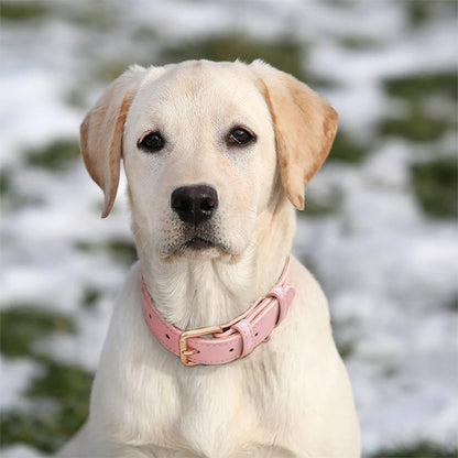 Labrador beige portant un collier chien cuir rose sur fond de neige