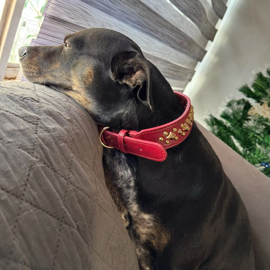 Petit chien noir couché sur un canapé portant un collier chien cuir rouge décoré de clous dorés