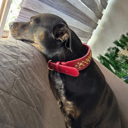 Petit chien noir couché sur un canapé portant un collier chien cuir rouge décoré de clous dorés