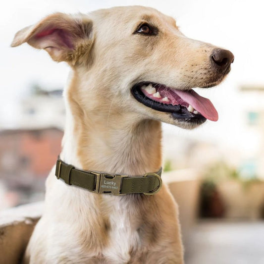 Collier chien personnalisé | SayMyName - Les Plaisirs Canins