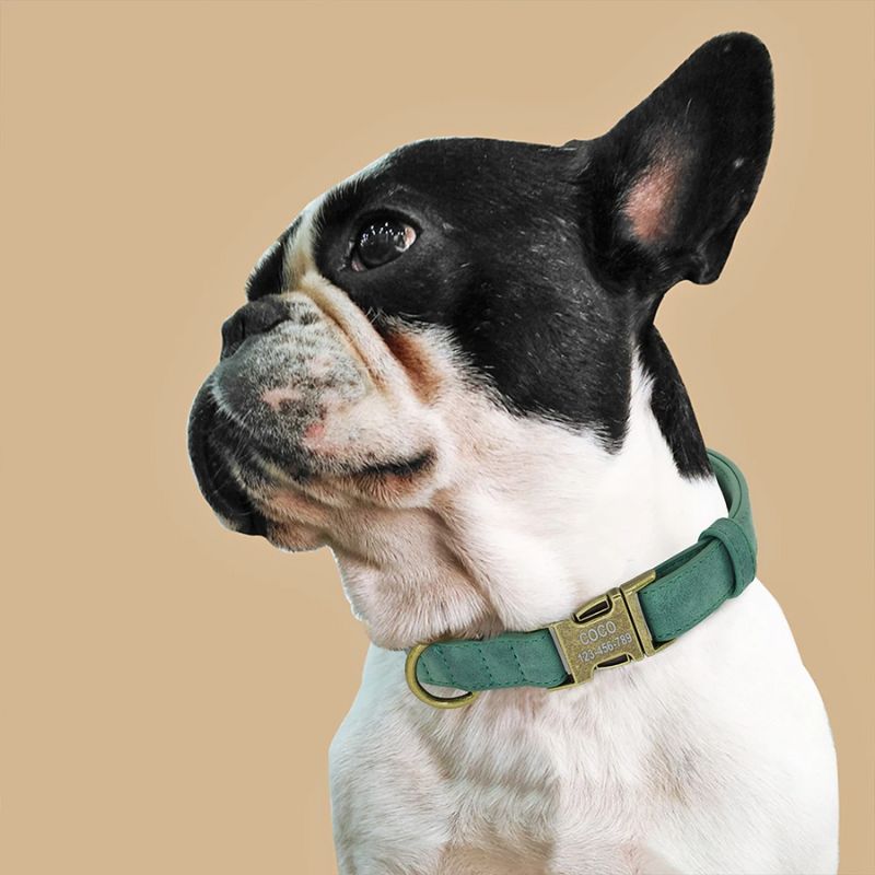 Bulldogue-Avec-Collier-Chien-Personnalise