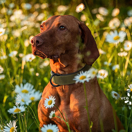 Collier chien | PrettyChic - Les Plaisirs Canins