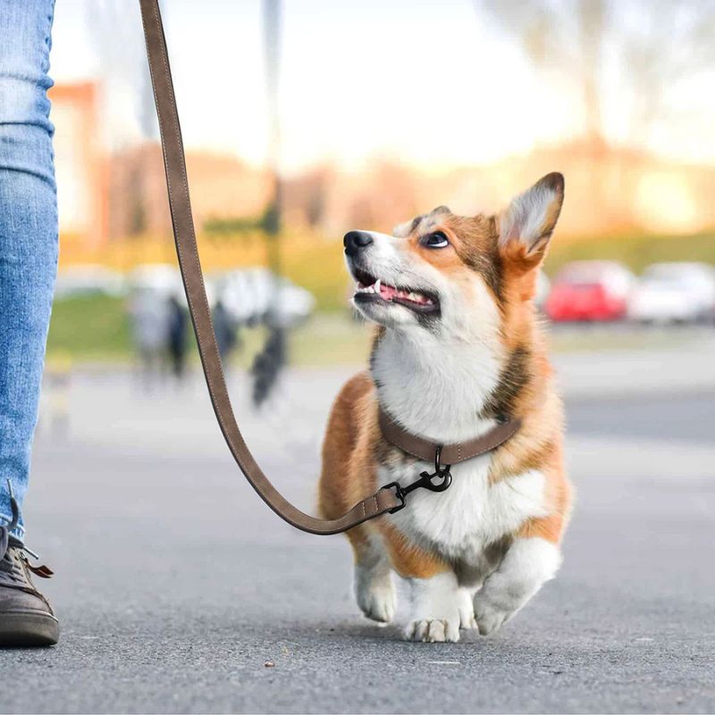 Collier chien | PrettyChic - Les Plaisirs Canins
