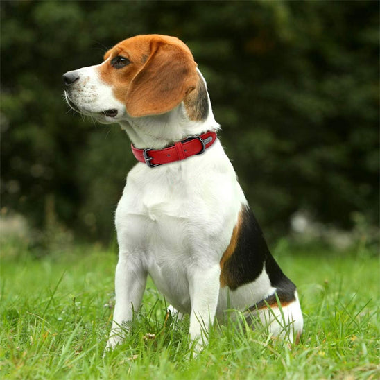 Collier chien rouge en cuir sur un beagle assis dans l’herbe