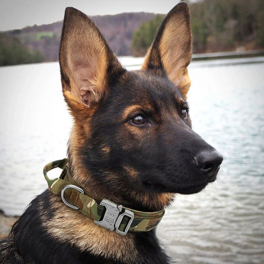 Collier chien | TactikDog - Les Plaisirs Canins