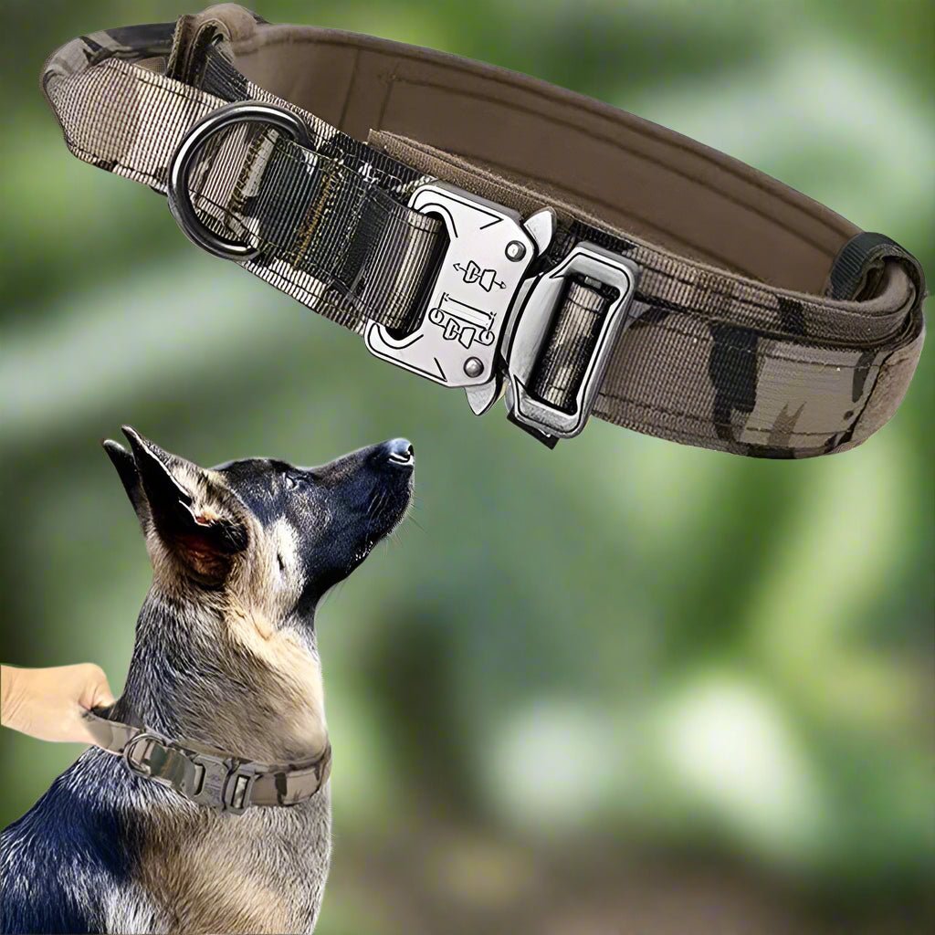 Collier chien | TactikDog - Les Plaisirs Canins