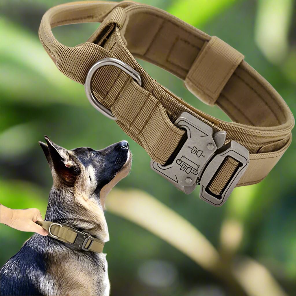 Collier chien | TactikDog - Les Plaisirs Canins