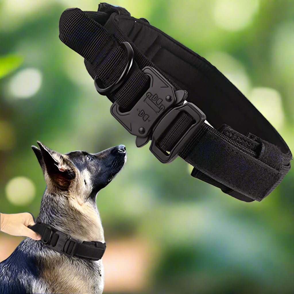 Collier chien | TactikDog - Les Plaisirs Canins