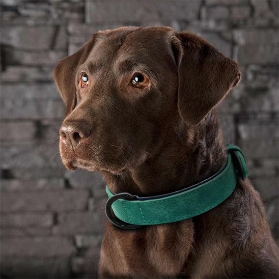 Collier chien vert élégant porté par un labrador marron assis devant un mur de pierre
