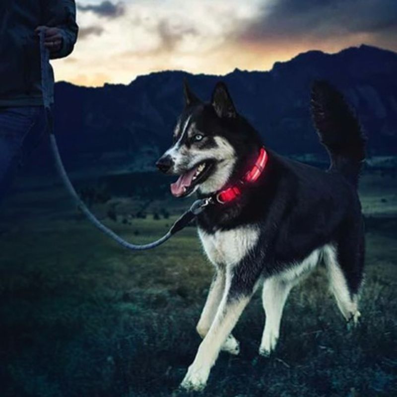 Collier lumineux chien | FlashyDoggy - Les Plaisirs Canins