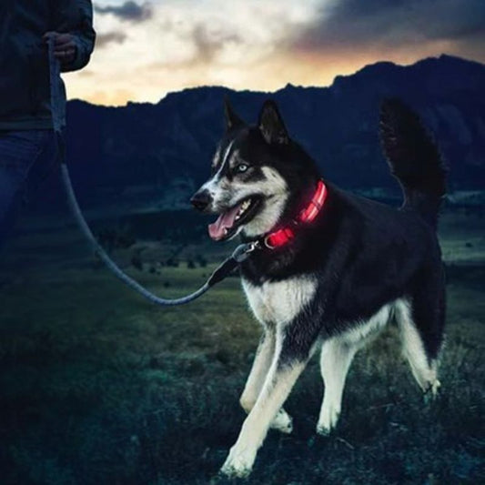 Collier lumineux chien | FlashyDoggy - Les Plaisirs Canins