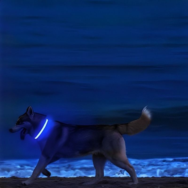 Collier lumineux chien | FlashyDoggy - Les Plaisirs Canins