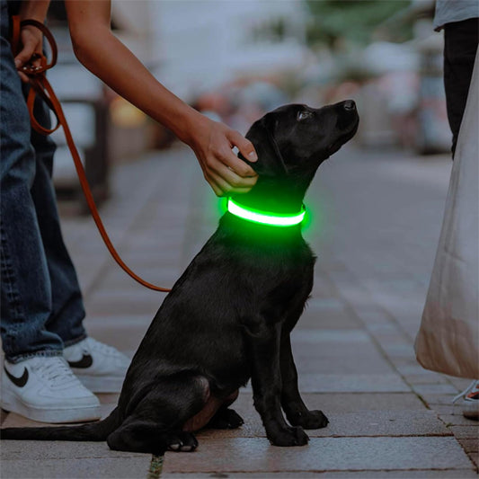 Labrador noir portant un collier lumineux chien vert en promenade de nuit