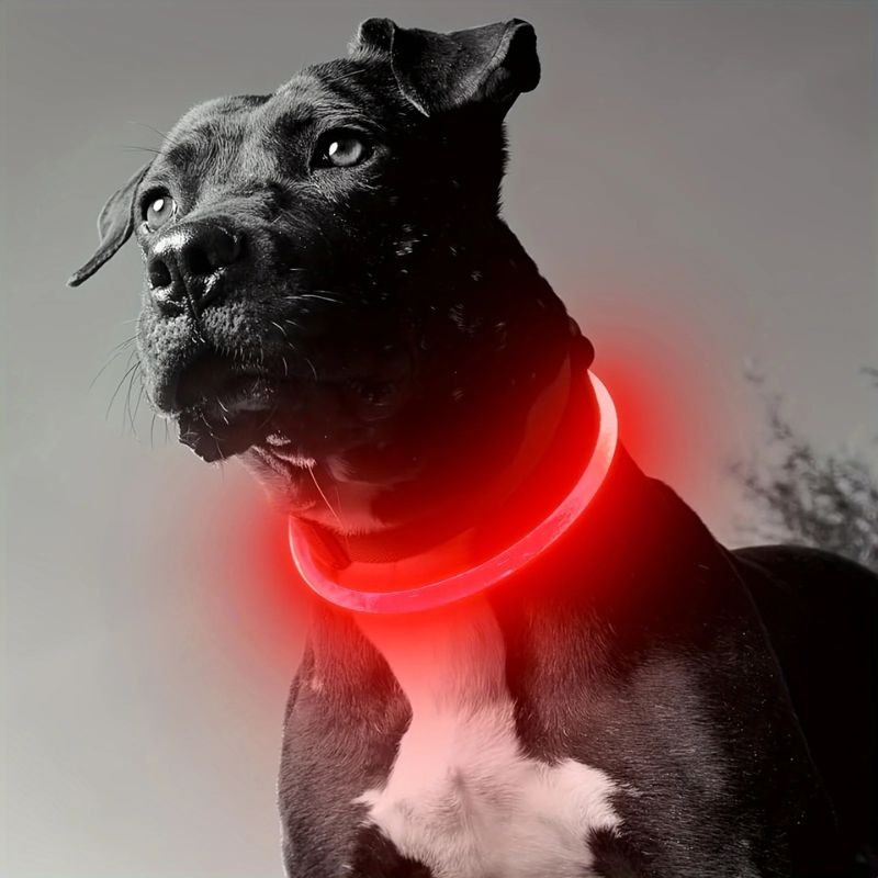 Collier lumineux chien | NoctureDog - Les Plaisirs Canins