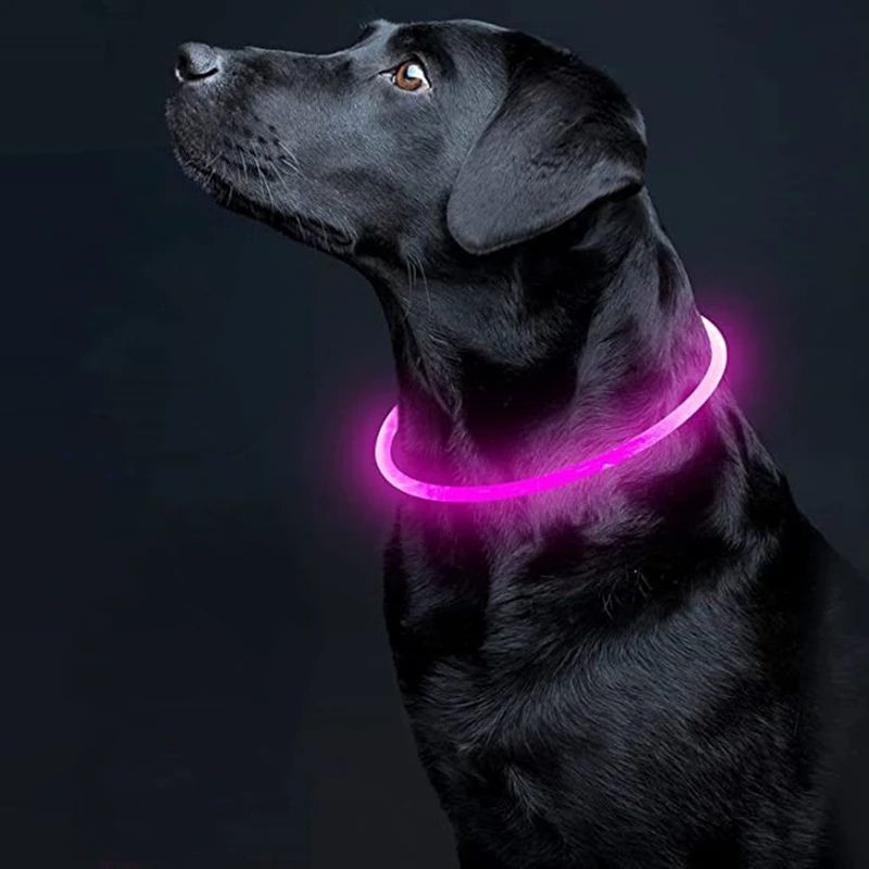 Collier lumineux chien | NoctureDog - Les Plaisirs Canins
