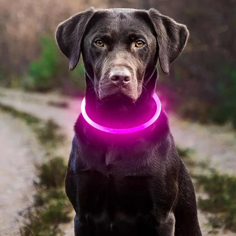 Collier lumineux chien | NoctureDog - Les Plaisirs Canins