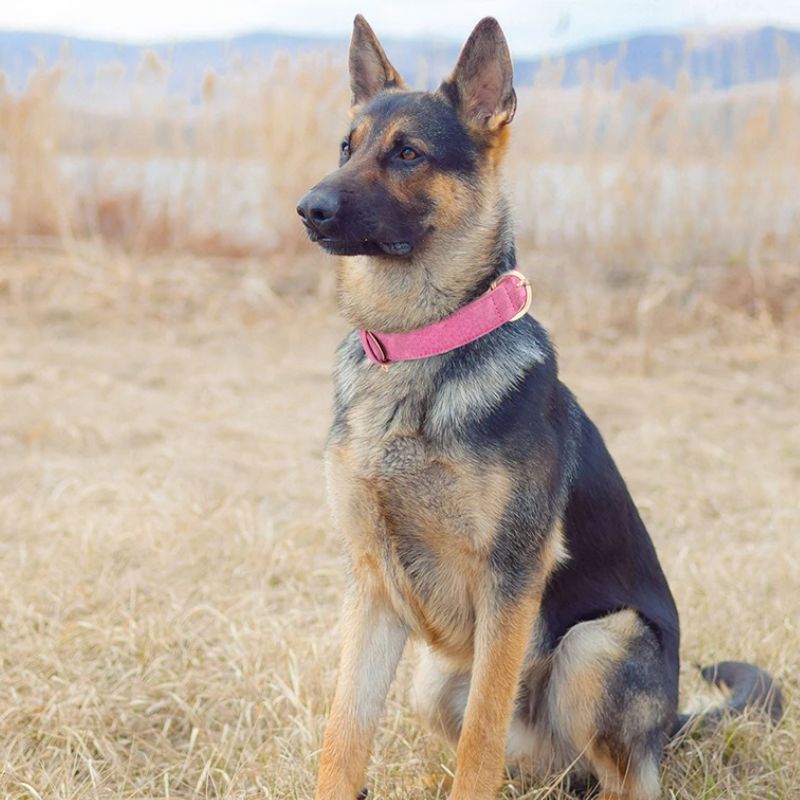 Collier pour chien | DoggyBeau - Les Plaisirs Canins