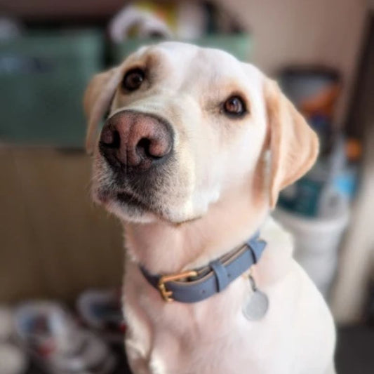 Collier pour chien | DoggyBeau - Les Plaisirs Canins