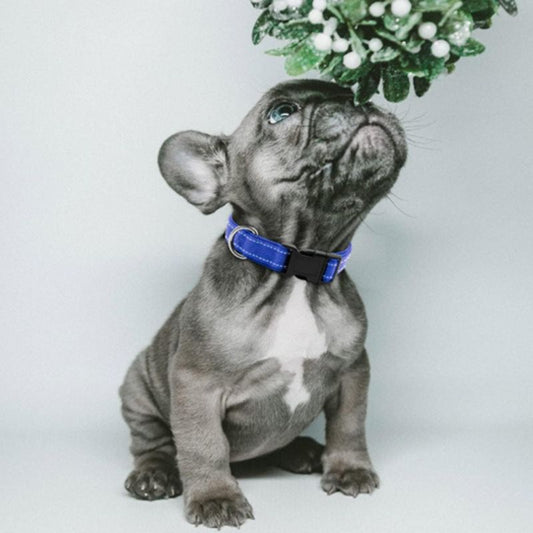 Collier pour chien | LilLumineux - Les Plaisirs Canins