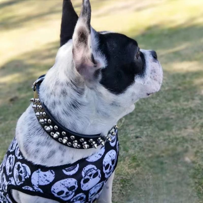 Collier pour chien | ToffDog - Les Plaisirs Canins