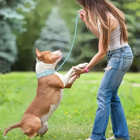 Collier pour chien | ToffDog - Les Plaisirs Canins
