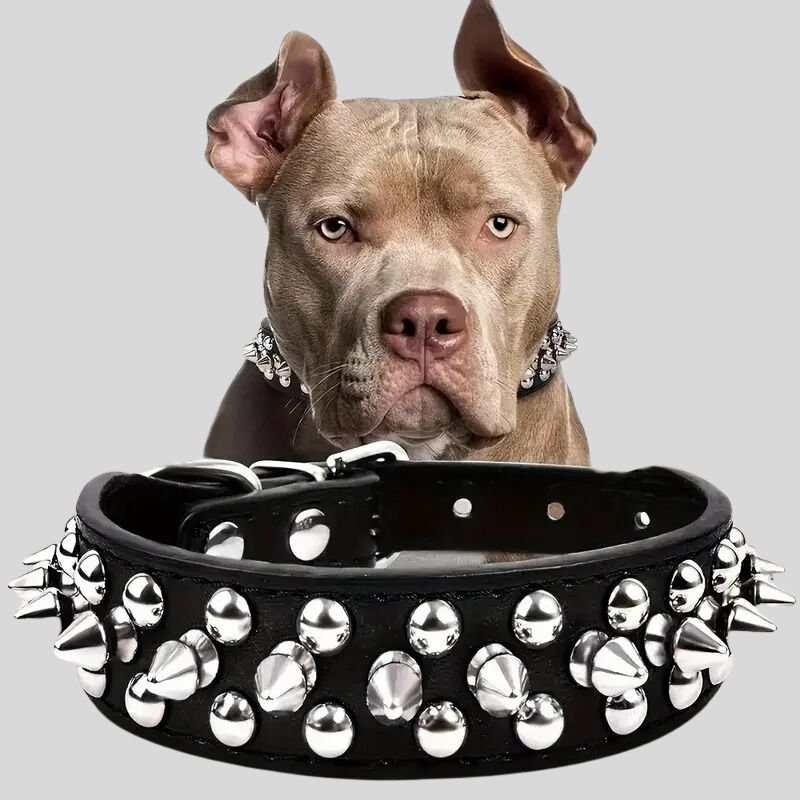 Collier pour chien | ToffDog - Les Plaisirs Canins