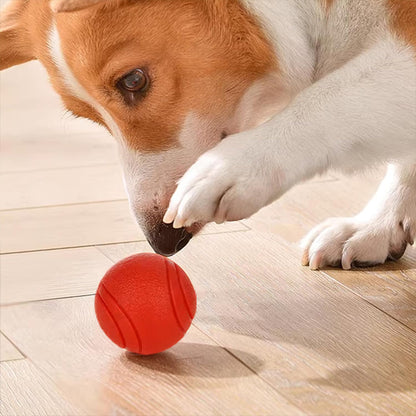 corgi-jouet-indestructible-chien-orange-patte-dessus
