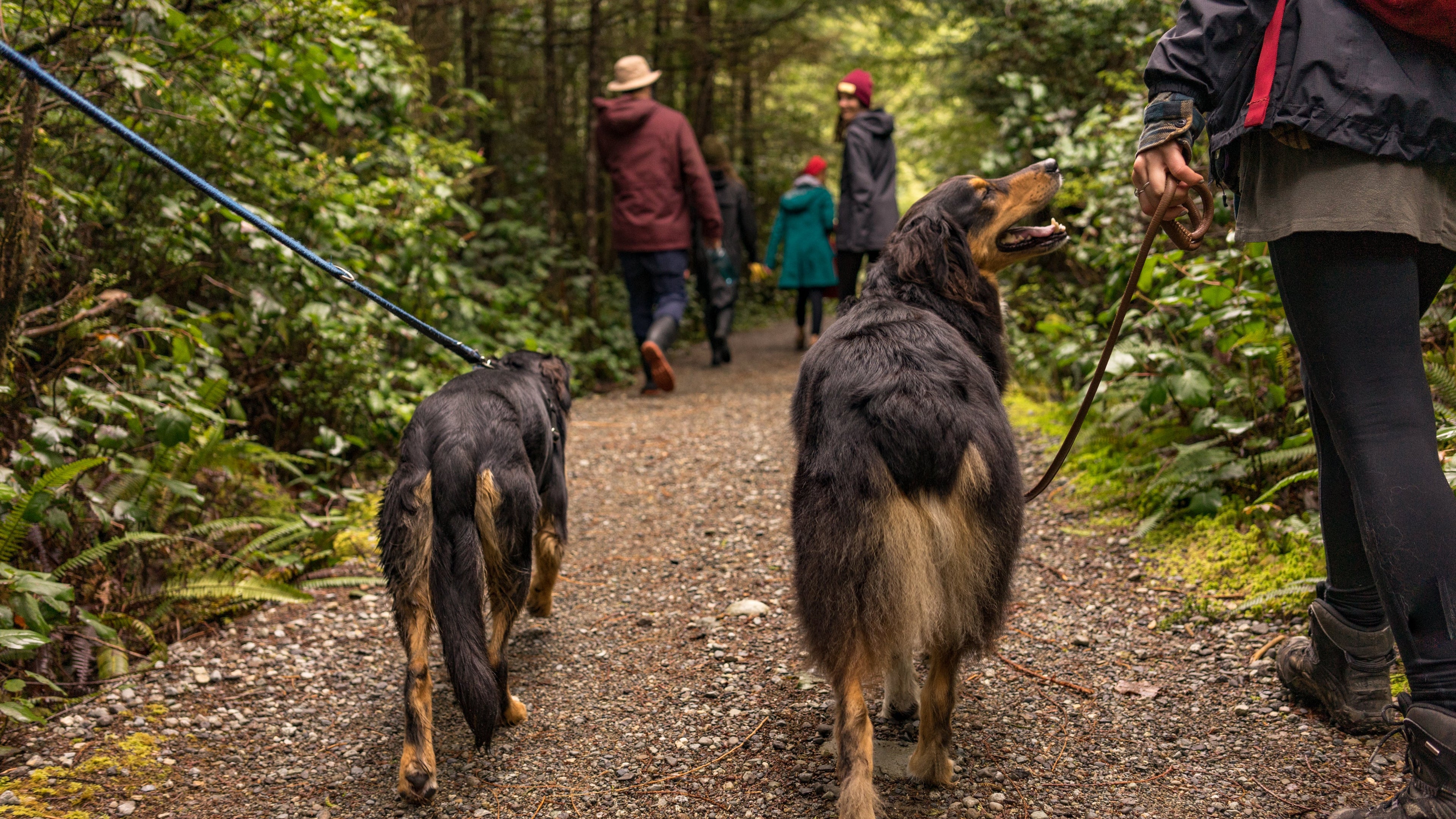 deux-chiens-aimant-la-vie-lors-d-une-randonnée-à-travers-les-bois-avec-leur-laisse-pour-chien