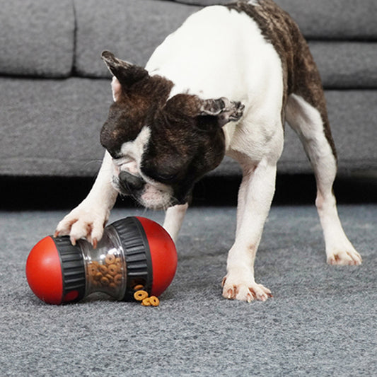 Boston Terrier jouant avec un distributeur de croquettes pour chien rouge et noir sur tapis gris