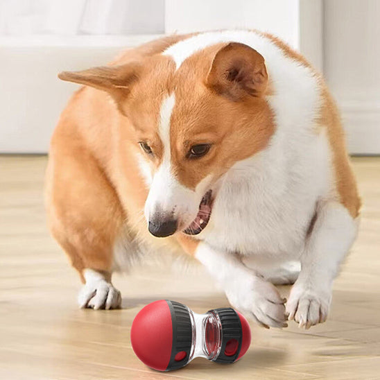 Corgi actif s’amusant avec un distributeur de croquettes pour chien rouge et noir sur sol en bois