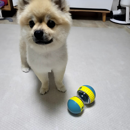 Petit chien Pomeranian à côté d’un distributeur de croquettes pour chien jaune et bleu