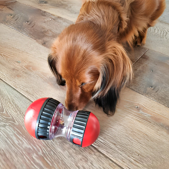 Teckel brun debout près d’un distributeur de croquettes pour chien rouge et noir posé au sol