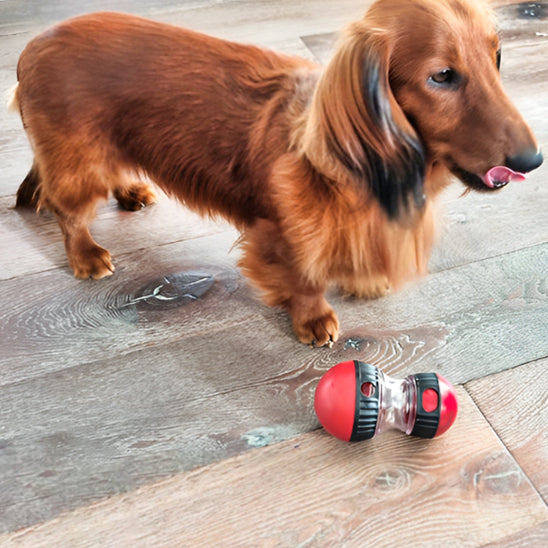 Teckel brun reniflant un distributeur de croquettes pour chien rouge et noir sur parquet