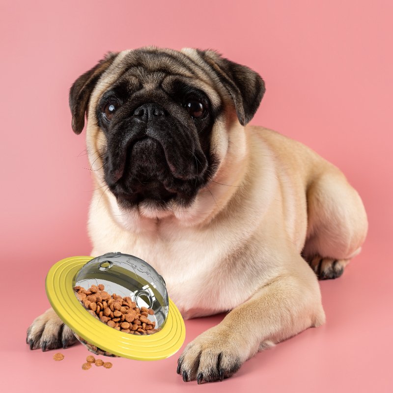 Carlin-Avec-Son-Distributeur-De-Croquettes-Pour-Chien-Jaune