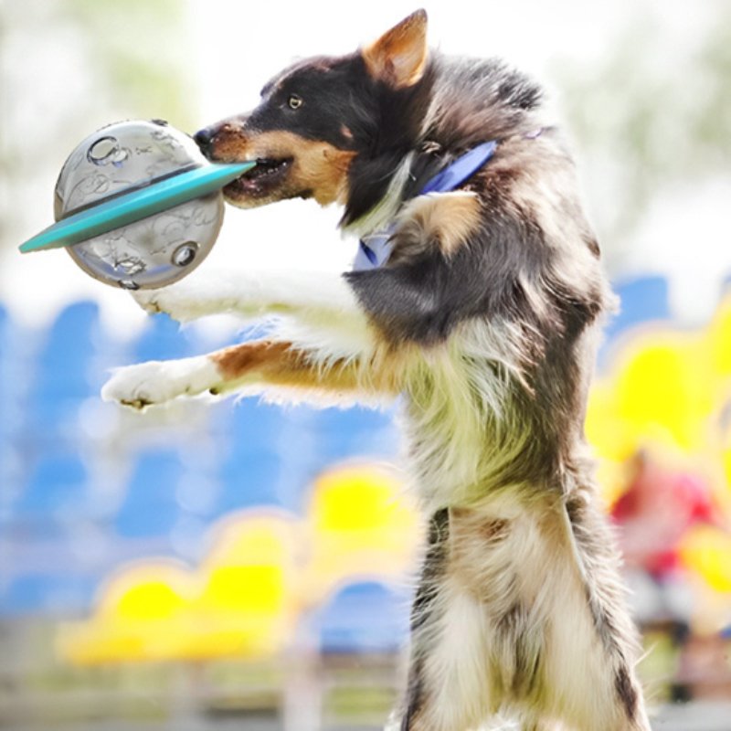 Chien-Saute-Avec-Son-Distributeur-De-Croquettes-Pour-Chien-Dans-La-Bouche