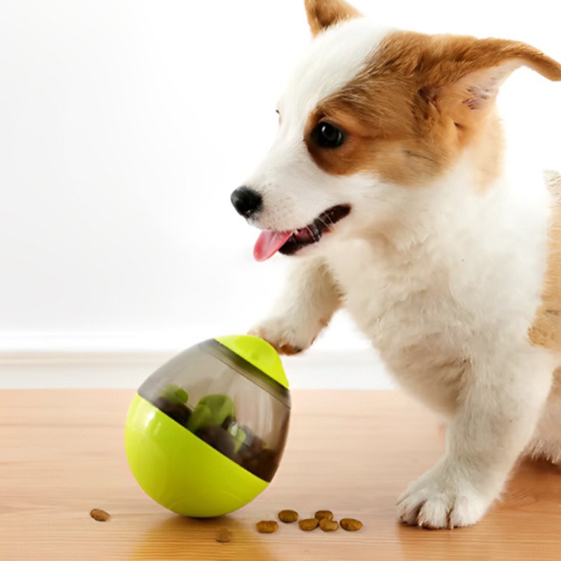 Chiot-Qui-Joue-Avec-Son-Distributeur-De-Croquettes-Pour-Chien-Vert