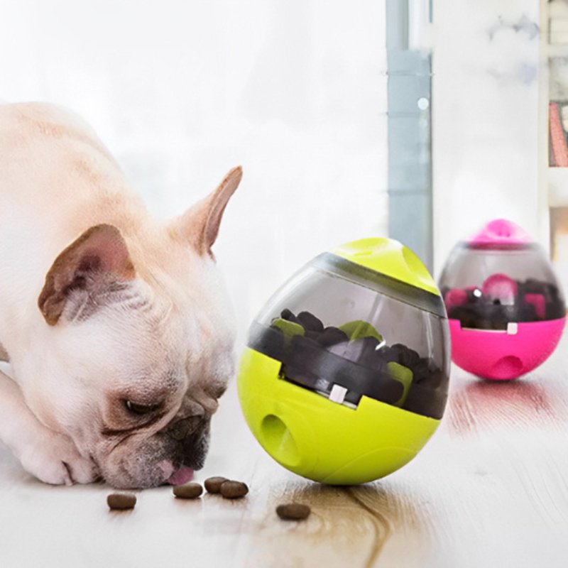 Carlin-Qui-Joue-Avec-Son-Distributeur-De-Croquettes-Pour-Chien