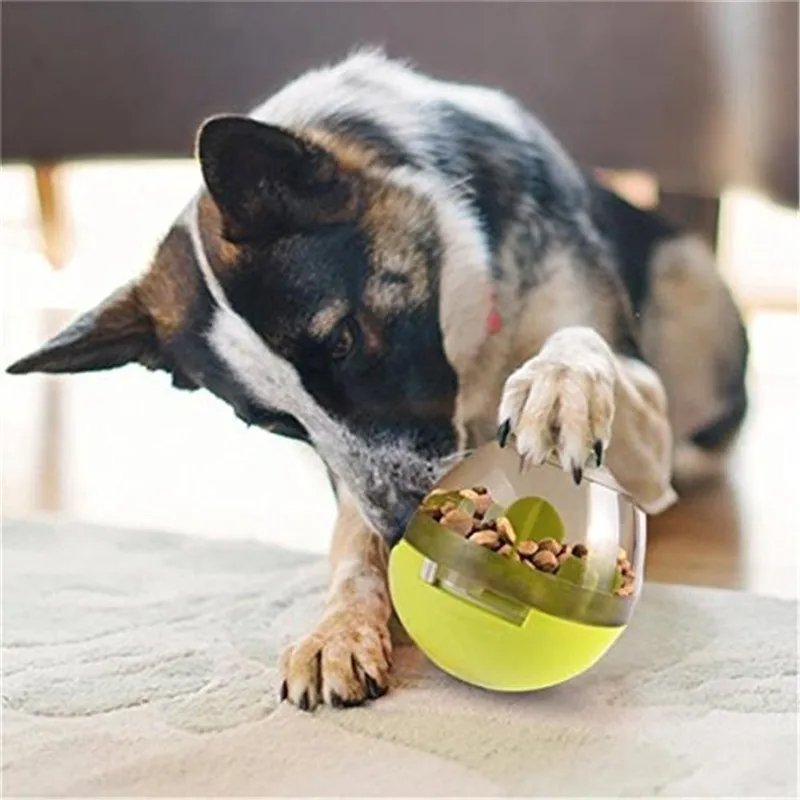 Chien-Qui-Joue-Avec-Son-Distributeur-De-Croquettes-Pour-Chien-Vert-coucher dans-son-salon