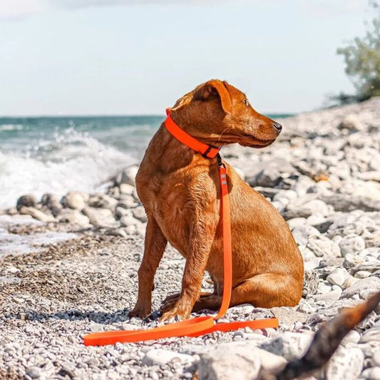 Jeune chiot marron à la plage avec sa laisse pour chien waterproof orange