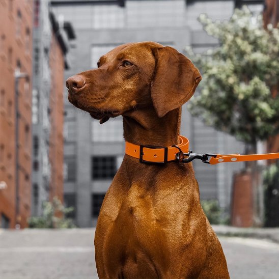 Chien marron en ville assis avec son collier et sa laisse pour chien longue résistante à l’eau